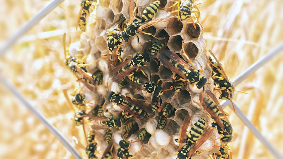 Abejas halladas con presencia radiactiva.