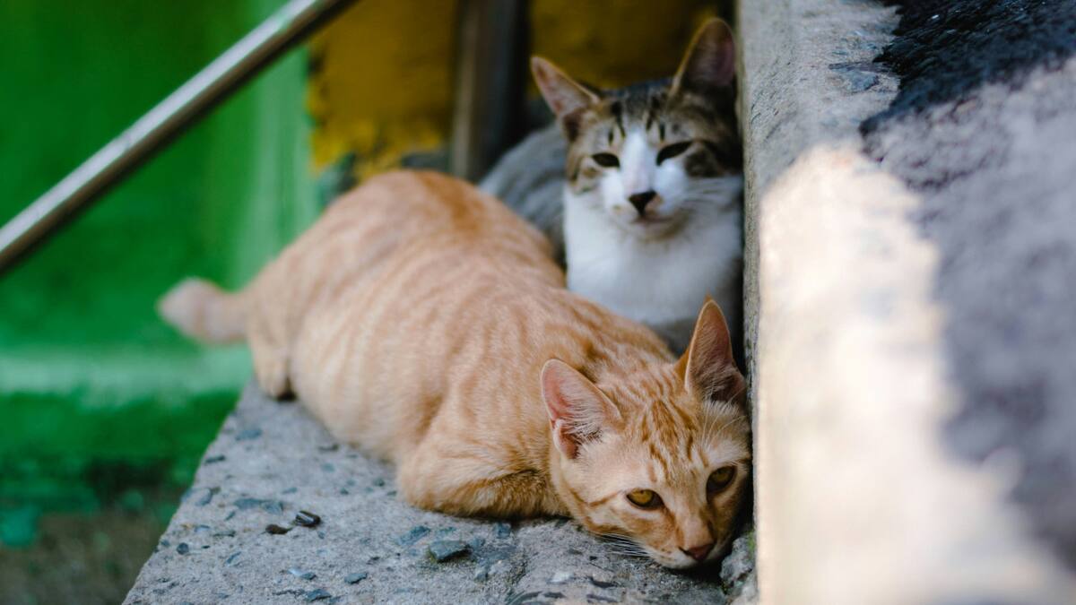 Los gatos se pasean libremente por Estambul.