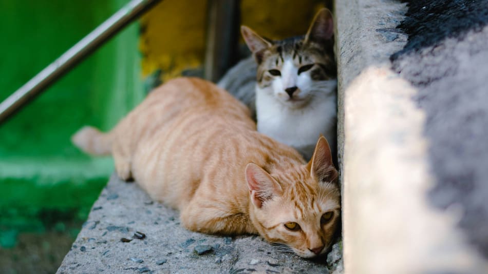 Los gatos se pasean libremente por Estambul.