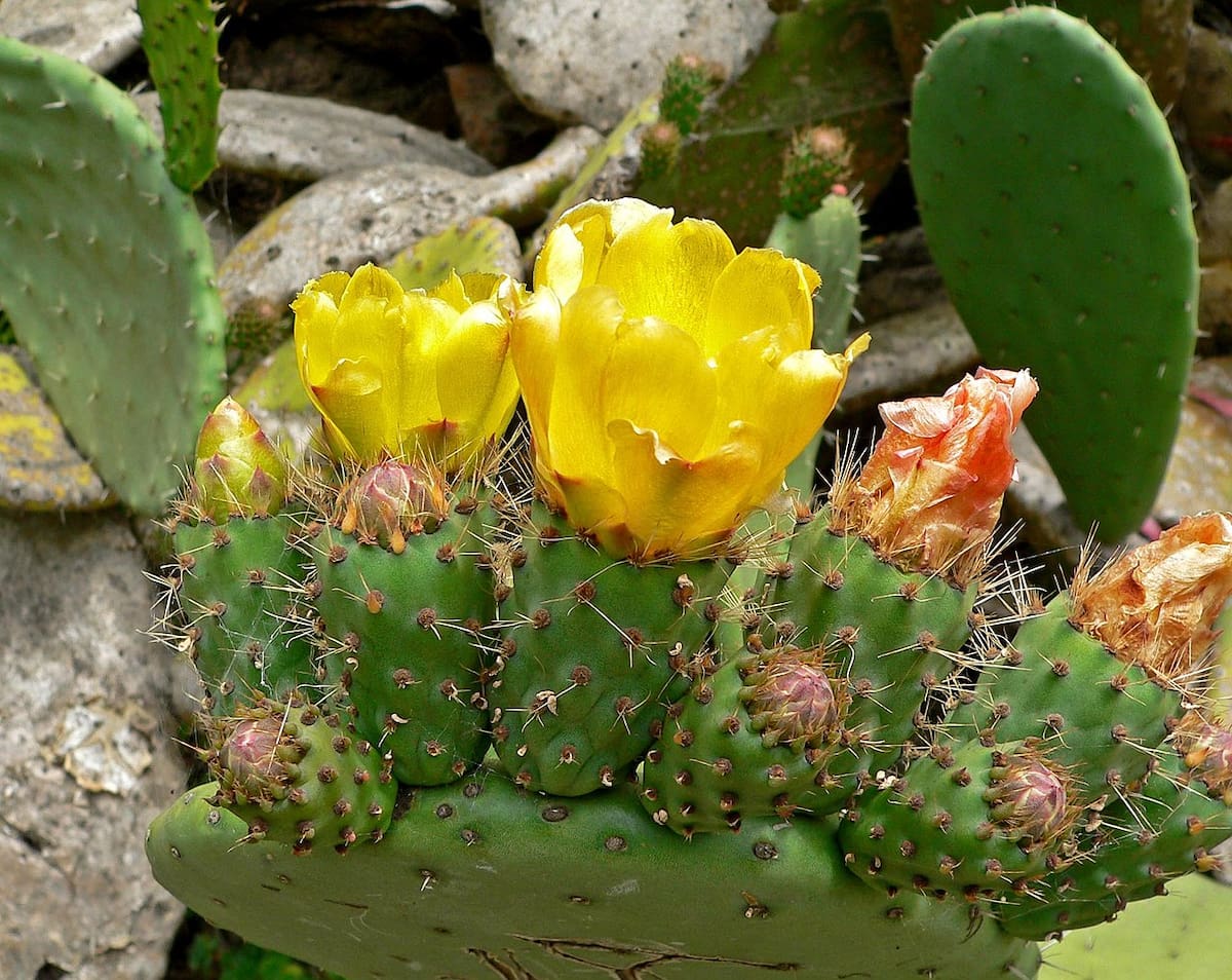 Cactus nopal con flores