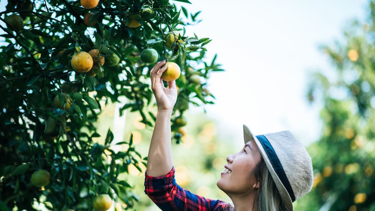Exceso de frutos pequeños en el limonero: guía práctica para proteger el árbol y asegurar la cosecha de limones sanos