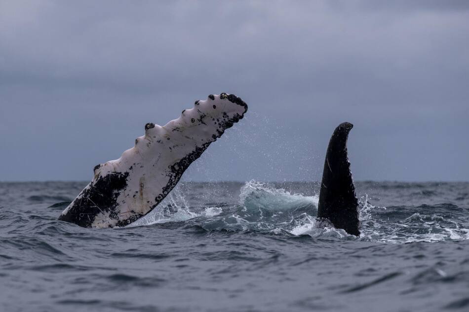 Ballenas jorobadas en Perú. Foto: EFE.