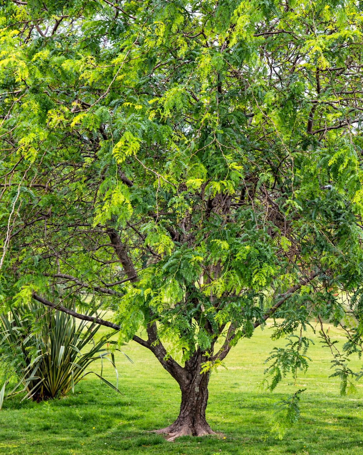 Árboles
