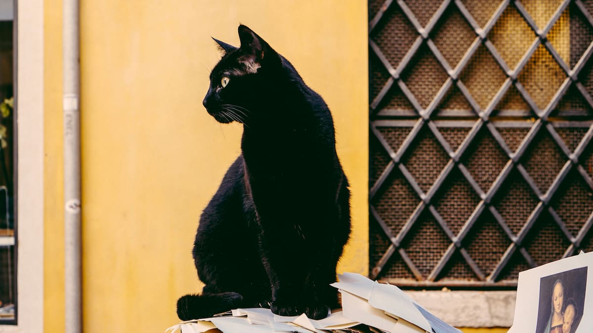 Gato negro