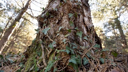 El segundo árbol más longevo del mundo se encuentra en Argentina: dónde está ubicado y cuántos metros mide