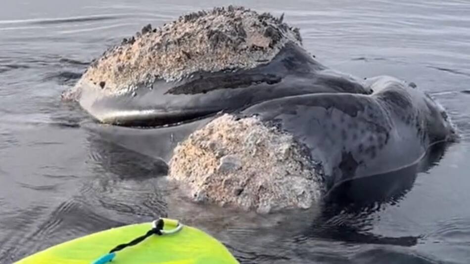 Ballena en Puerto Madryn. Foto: captura de video.