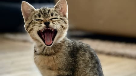 Cómo cepillar los dientes de los gatos. Foto Unsplash.