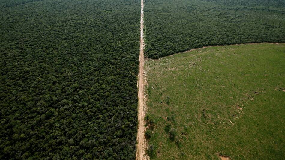 Deforestación en Chaco. Foto: Reuters