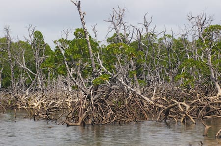 Esta tipo de vegetación sirve para almacenar carbono azul y ayuda a mitigar el cambio climático. Foto: Unsplash.