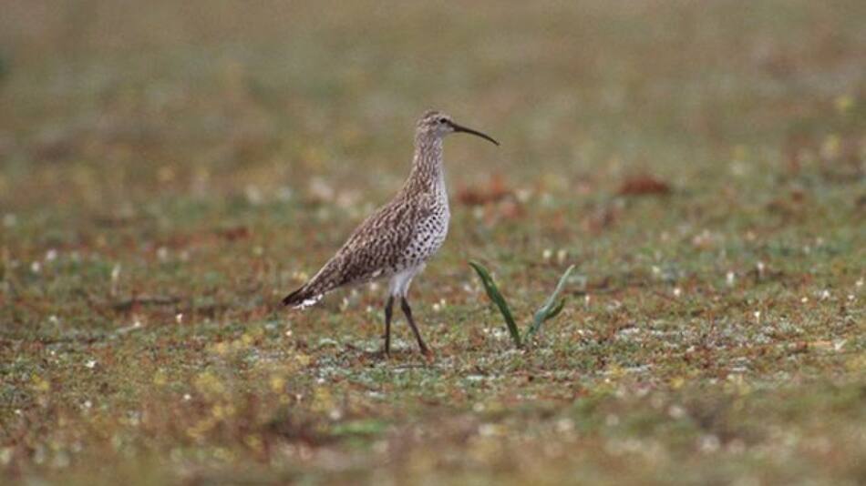 El zarapito fino fue declarado extinto. Foto: X @Spanish_Revo