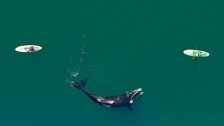 Ballenas en Puerto Madryn, foto Maxi Iglesias