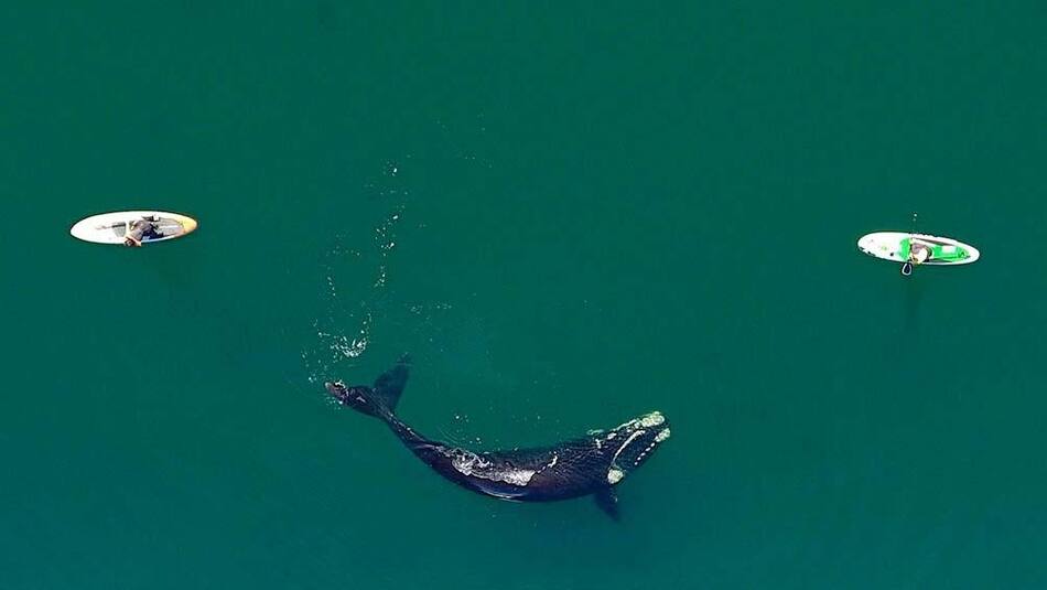 Ballenas en Puerto Madryn, foto Maxi Iglesias