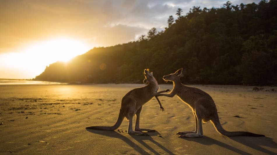 Canguros, Australia. Unsplash.