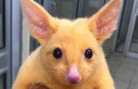 Encuentran a la versión “real” de Pikachu,