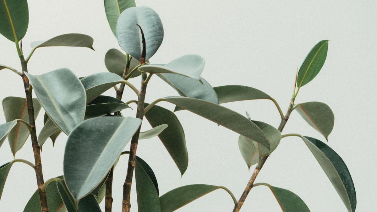 Planta. Foto: Unsplash.
