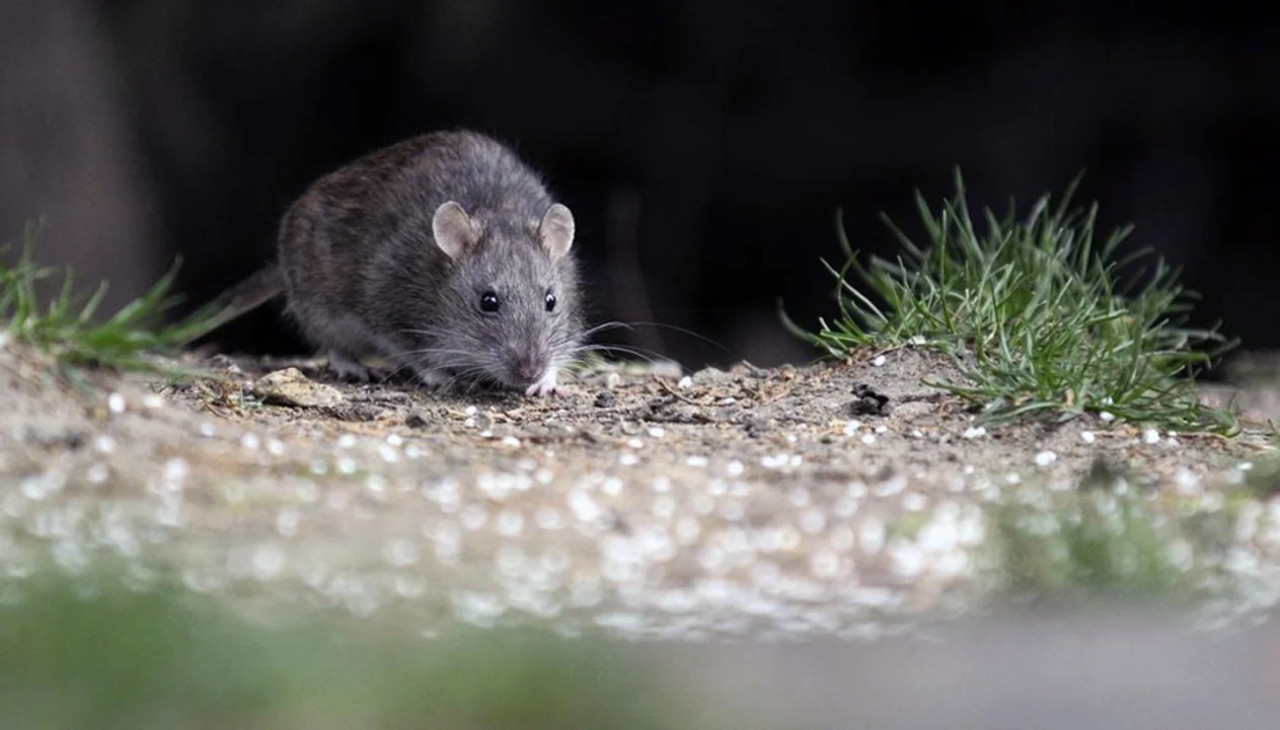 Hantavirus. Foto: NA.