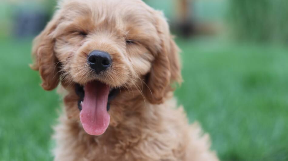 Perros. Foto: Unsplash