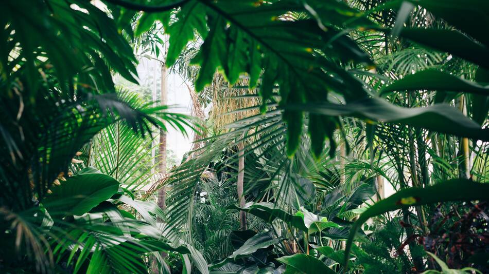 Bosques tropicales primitivos. Foto: Unsplash.