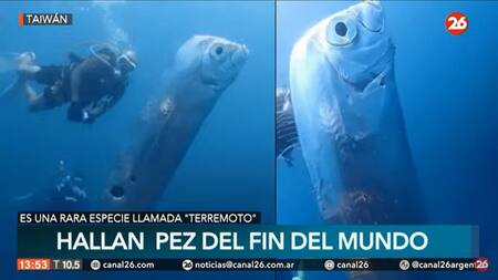 Pez "del fin del mundo". Foto: Canal 16.