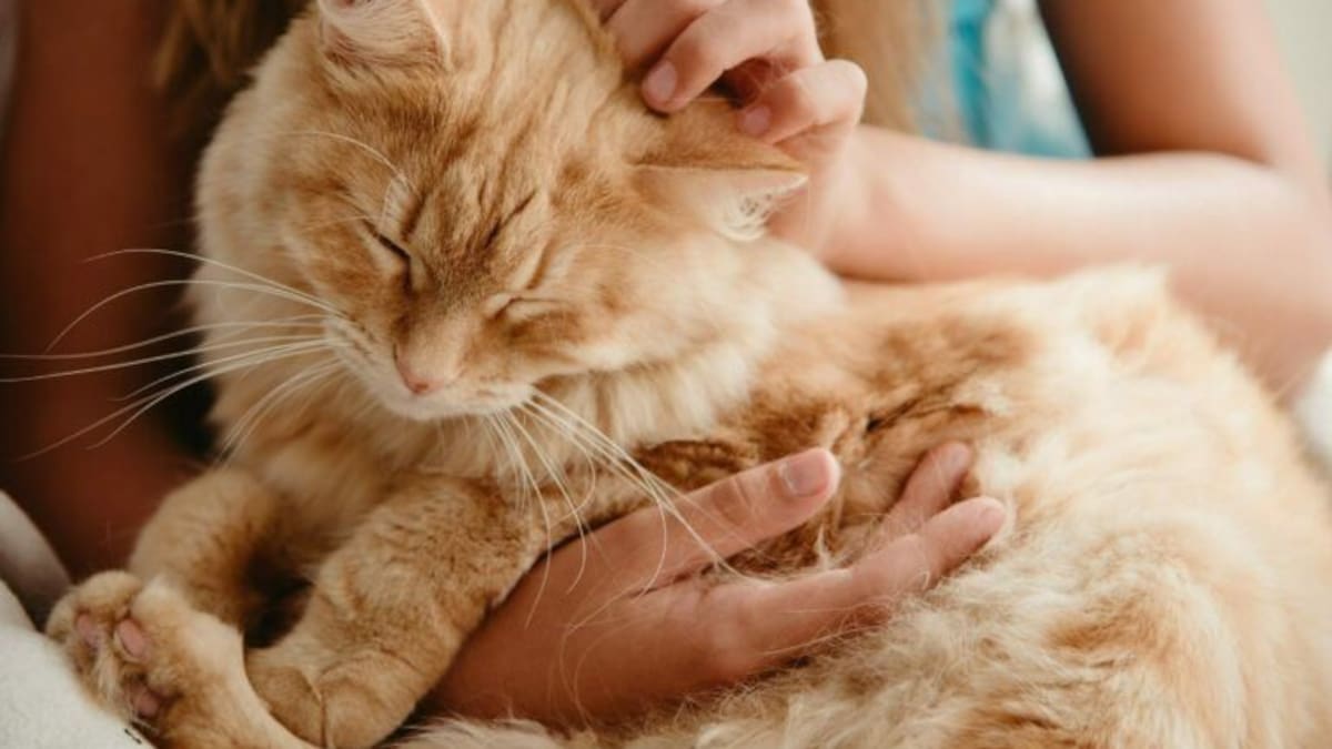 ¿Cuantos dedos tiene un gato?