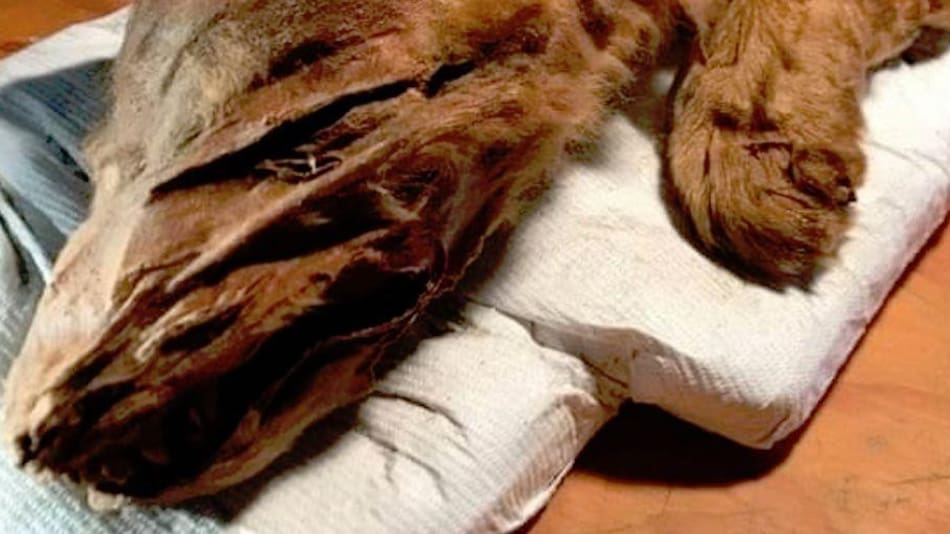 Hallaron cachorro de lobo momificado que perteneció a la Era de Hielo