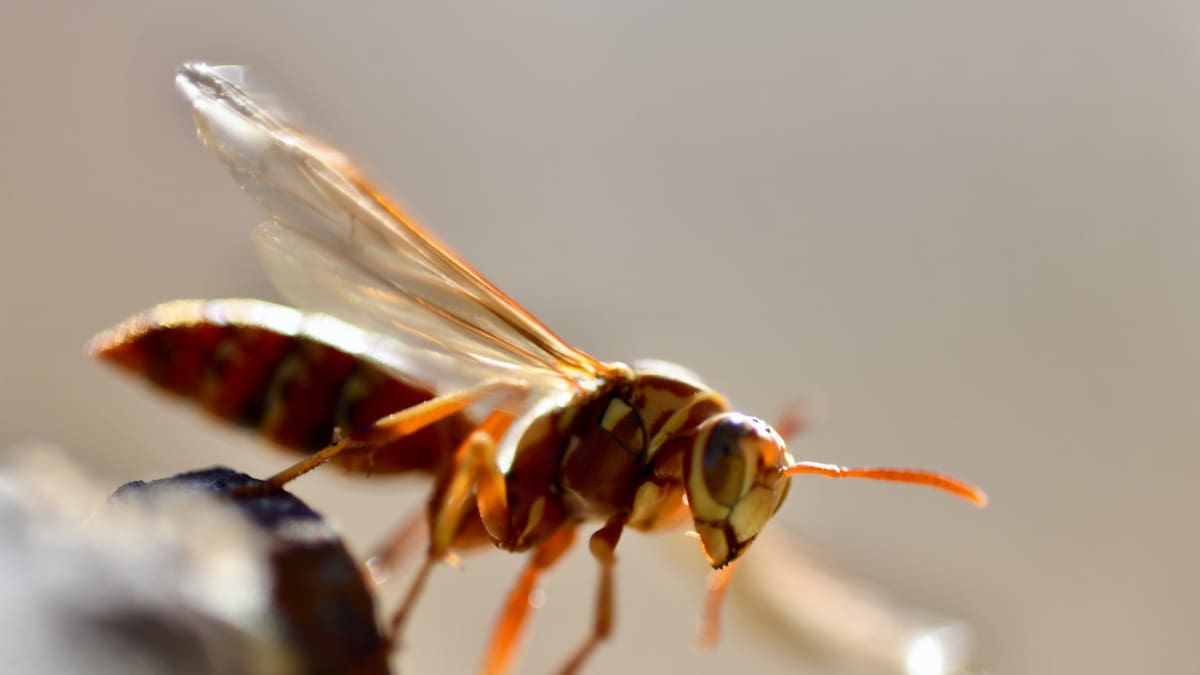 Los himenópteros son un orden de más de 125 000 especies de insectos. Unsplash.