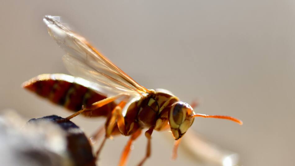 Los himenópteros son un orden de más de 125 000 especies de insectos. Unsplash.