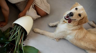 Plantas que no deberías tener en tu casa si tenés mascotas: cuáles pueden ser tóxicas y mortales