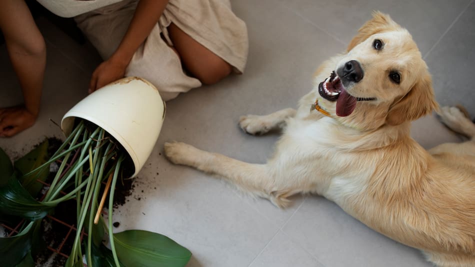 Las plantas que podrían afectar la salud de tu mascota.