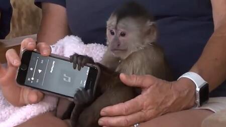 Mono. Foto: captura de pantalla