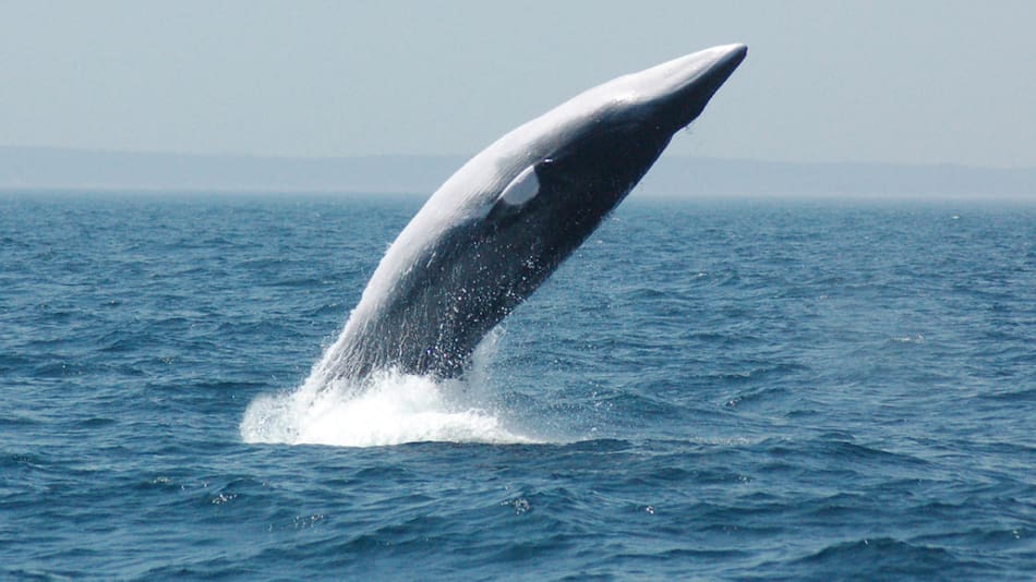 Cómo es la comunicación entre las ballenas. Foto Rewilding Argentina.