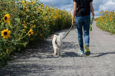 Pasear al perro. Foto: Unsplash.