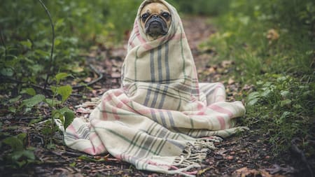 Edesur promueve la adopción responsable. Fuente: Unsplash