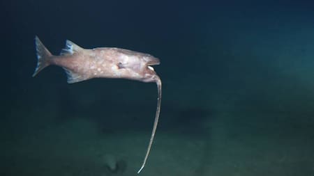 Pez pescador. Foto: captura de pantalla