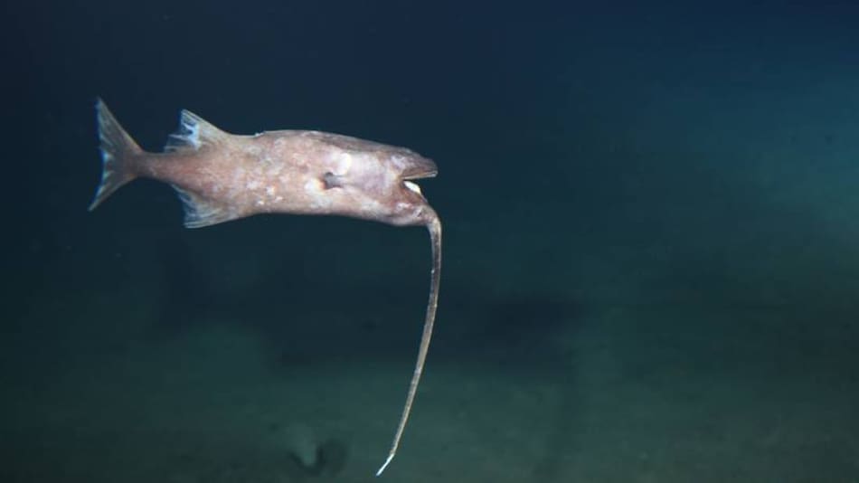 Pez pescador. Foto: captura de pantalla