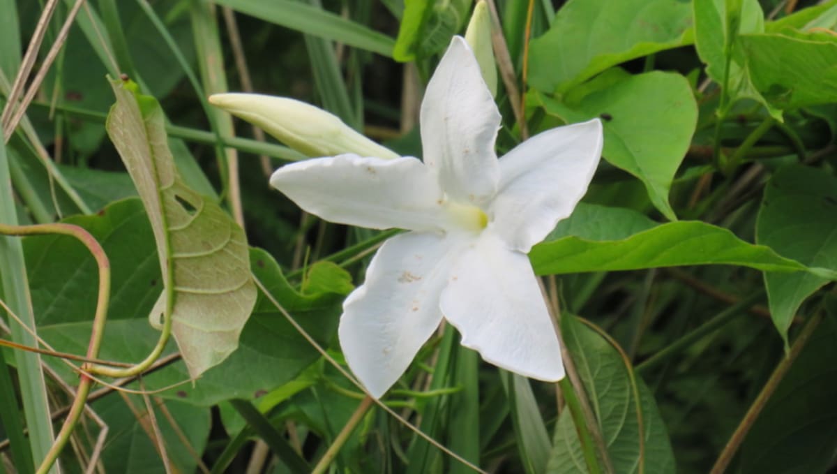 Jazmín Chileno, planta, Mandevilla laxa.