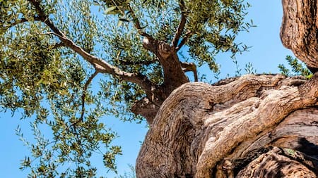 El olivo más antiguo del mundo tiene 4.000 años y aún produce aceitunas.