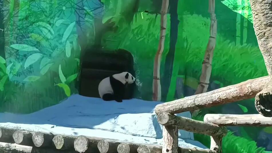 Katyusha, la cachorra panda del Zoológico de Moscú. Foto: Captura de pantalla.