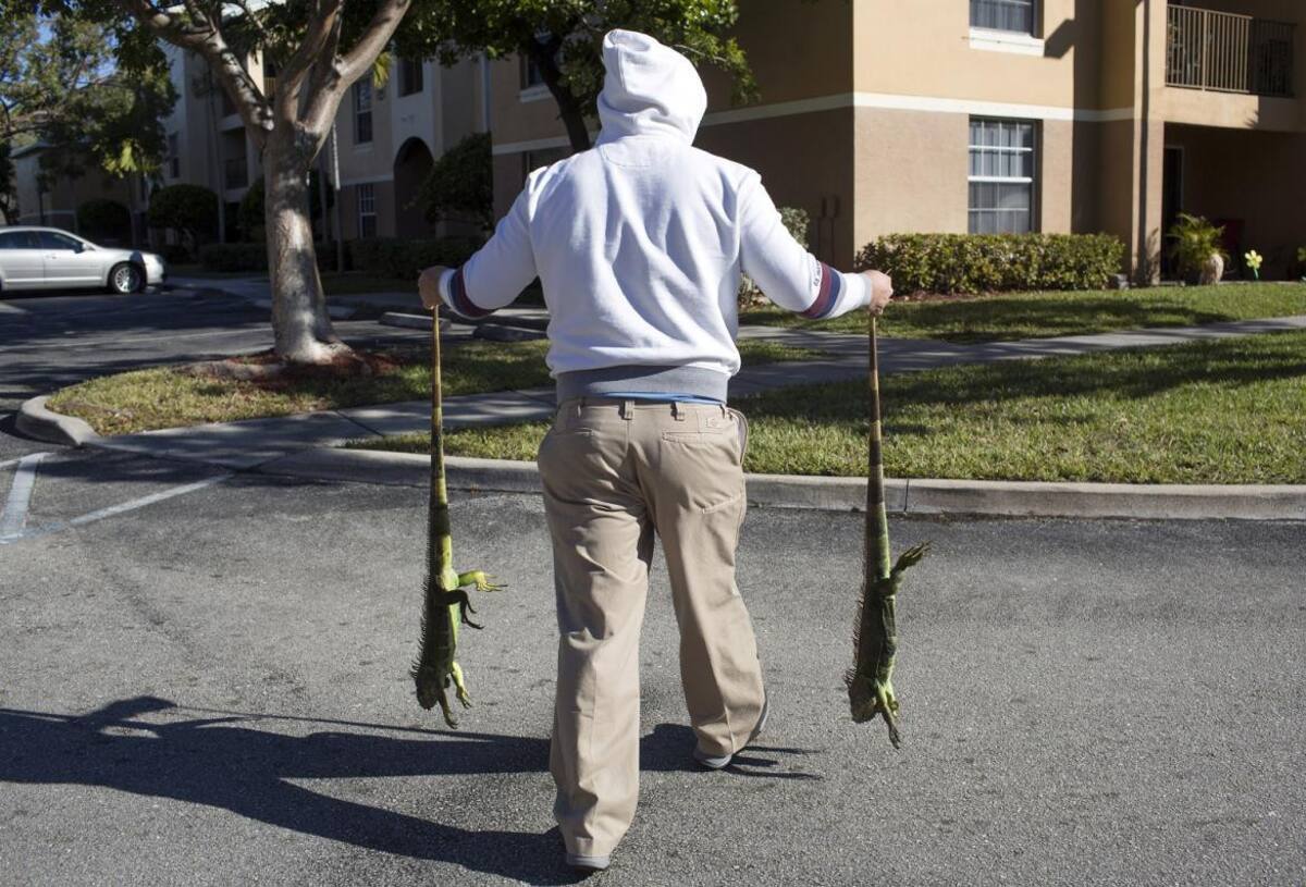 Iguanas congeladas en Florida - Reuters