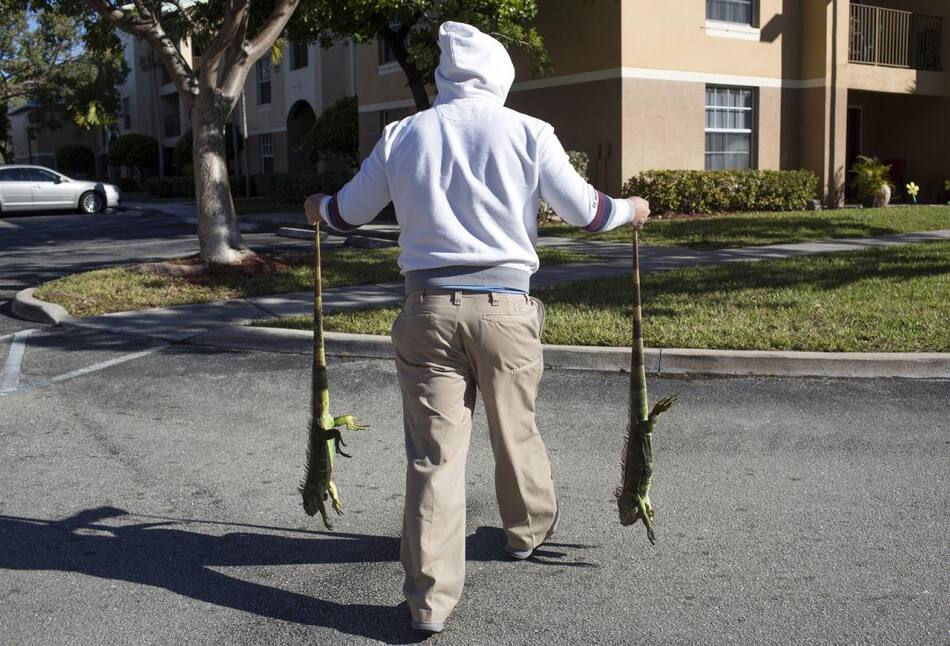 Iguanas congeladas en Florida - Reuters