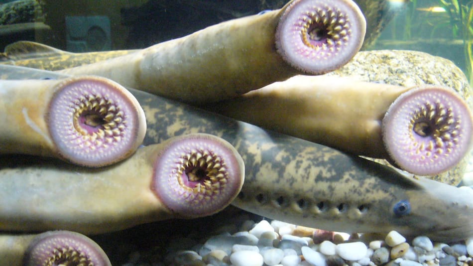 Lampreas en la Sala Maremagnum del Aquarium Finisterrae (Casa de los Peces), en La Coruña, Galicia, España. Foto: Wikipedia.