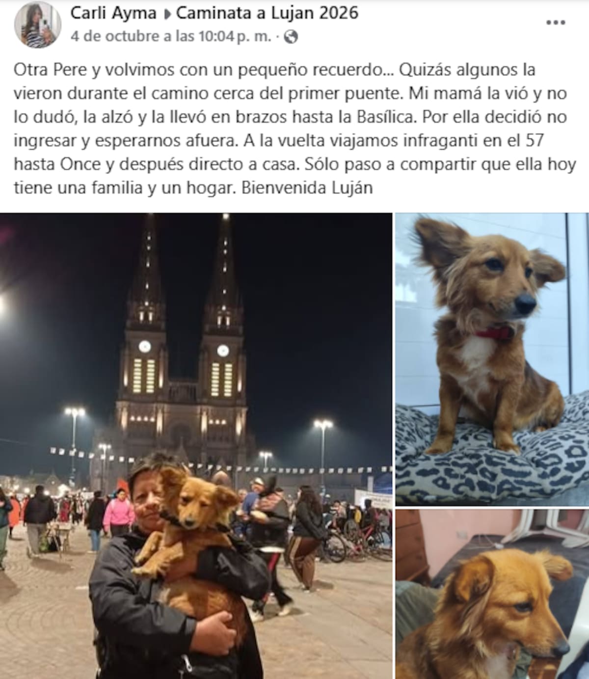La perrita que fue rescatada camino a la Basílica de Luján y ya tiene familia.
