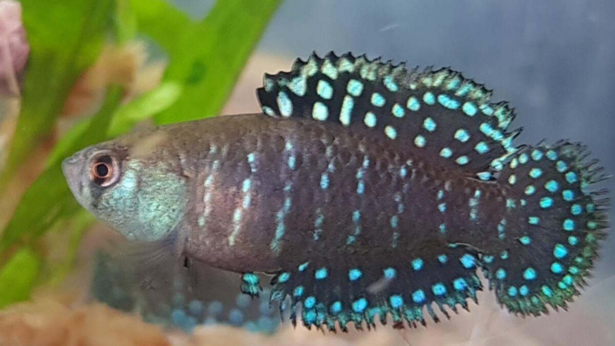 Una nueva especie de pez que vive en charcos de lluvia. Foto: Argentina.gob.ar