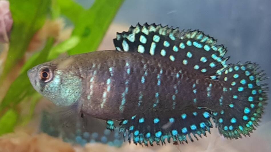 Fue hallado cerca de las Cataratas del Iguazú. Foto: Argentina.gob.ar