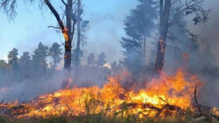 Feroz incendio forestal en Córdoba