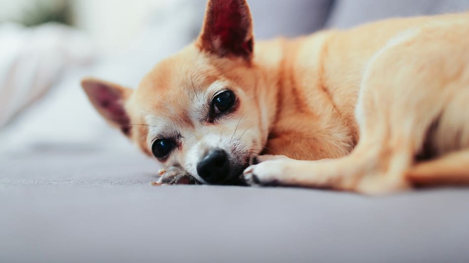Perro, animales, mascotas. Foto Unsplash.