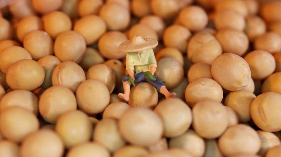 Cultivo de soja. Foto: Reuters.