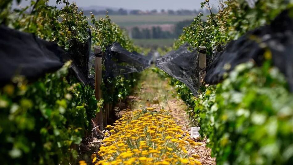 Viñedos de la Bodega Argento. Foto: Instagram/bodegaargento.