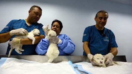 Nacieron tres leones blancos en Venezuela. Foto: Télam.