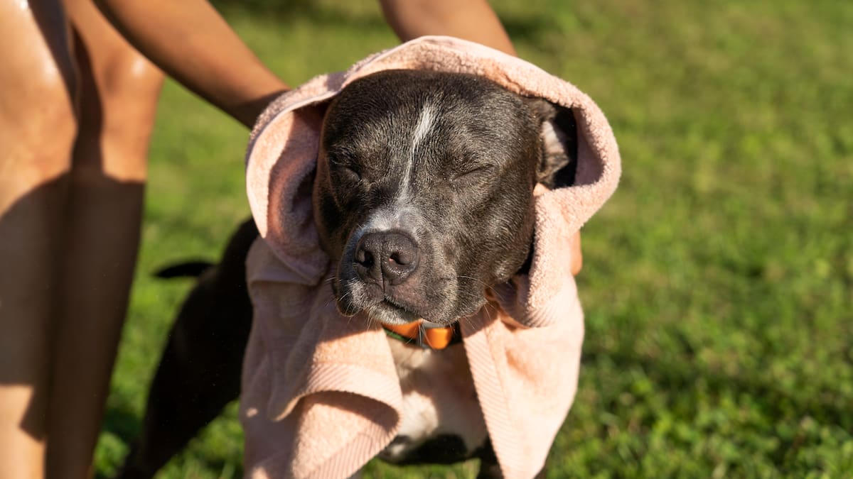 Golpe de calor en perros y gatos, una emergencia veterinaria que puede ser fatal en minutos: cómo detectar de manera temprano los síntomas